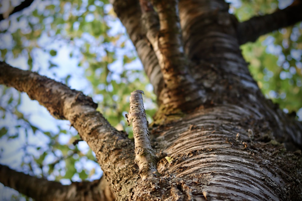 a tree with a large branch