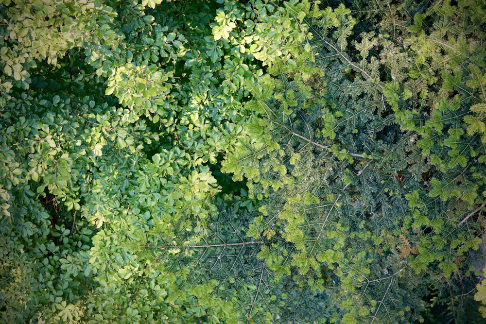 a close-up of some plants