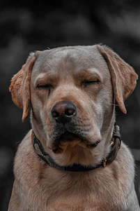 a dog with its eyes closed at home