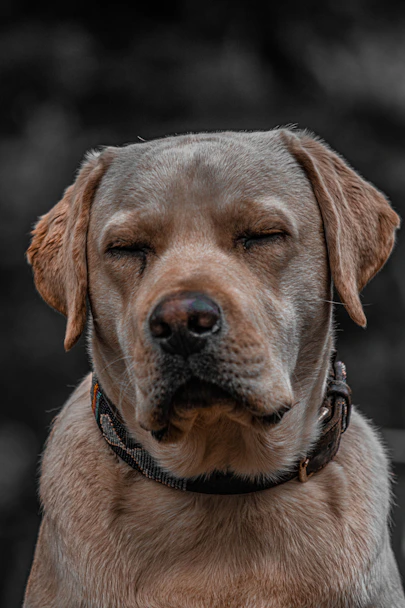 a dog with its eyes closed at home