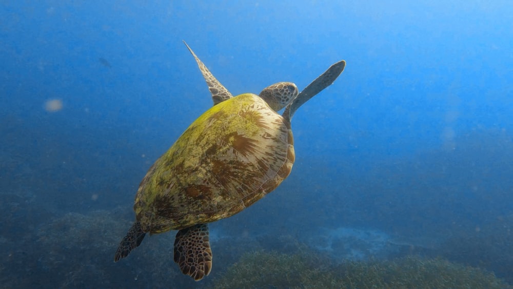 a turtle swimming in the water