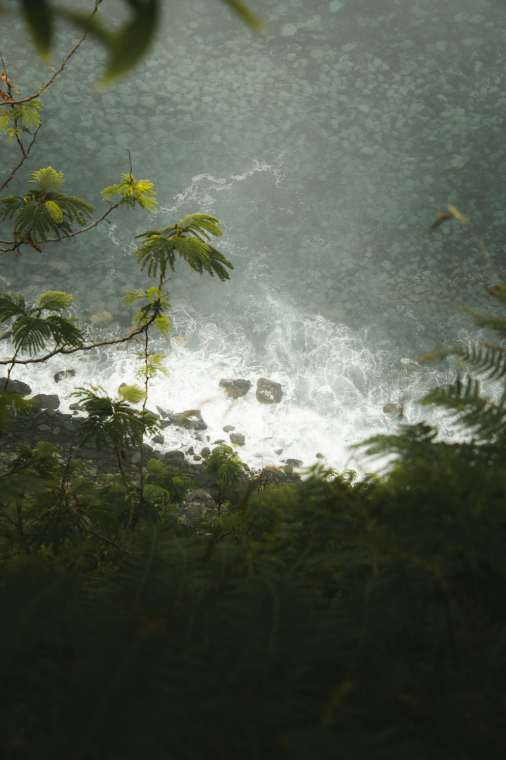 a body of water with trees around it