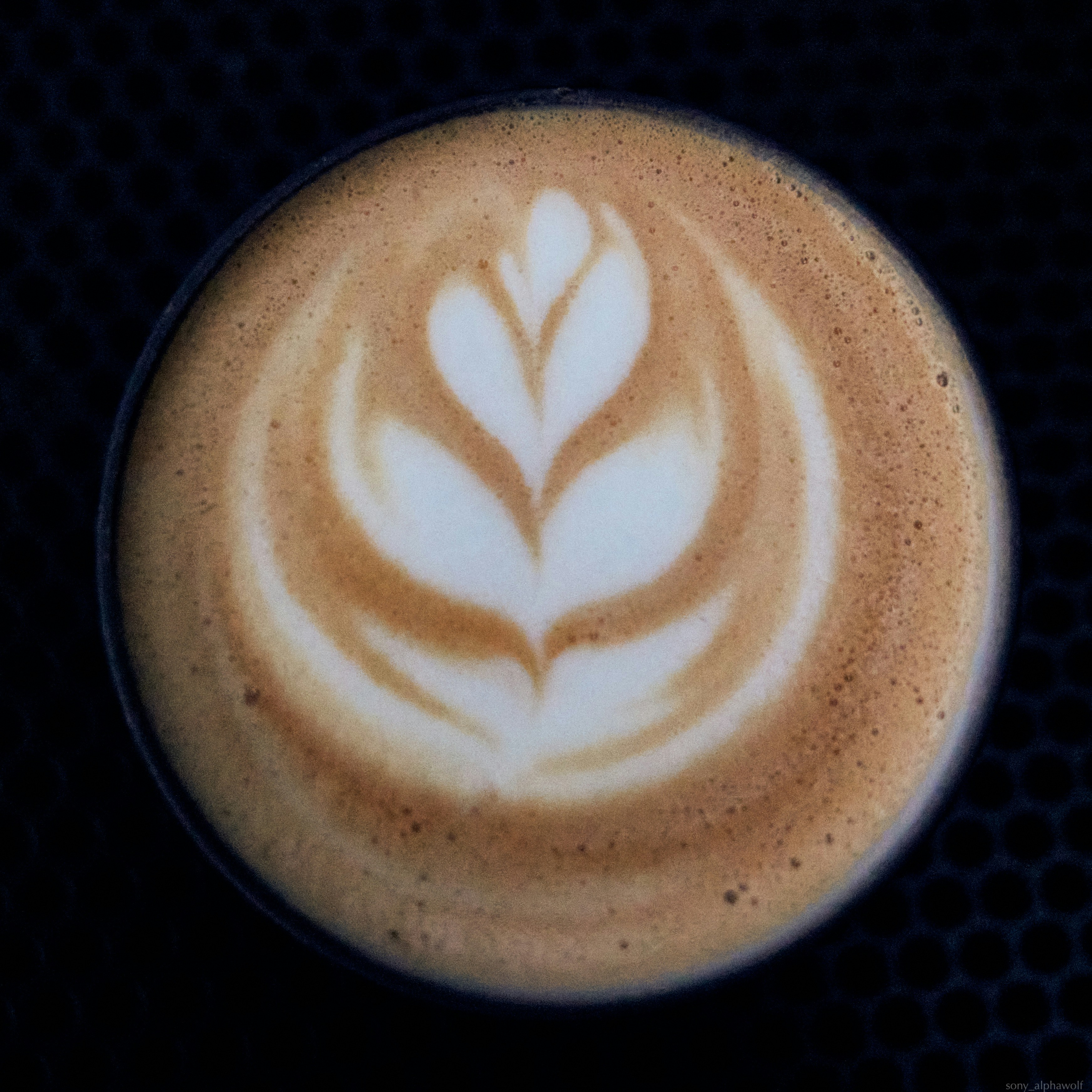 Photo by travelalphawolf