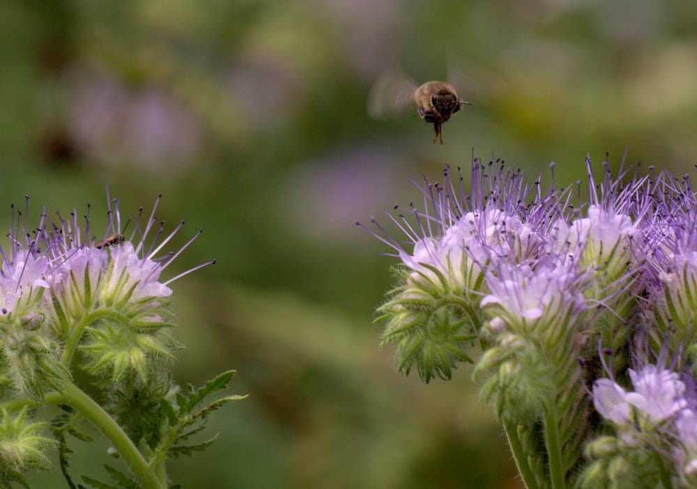 a bee on a flower