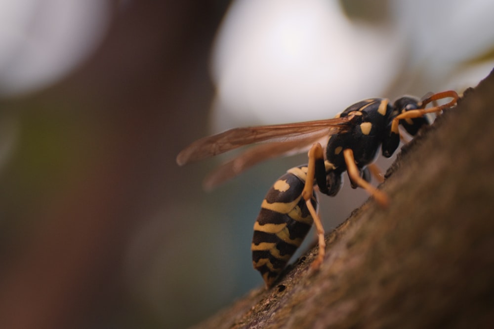 a close up of a bee