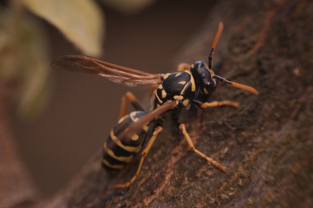 a close up of a bee