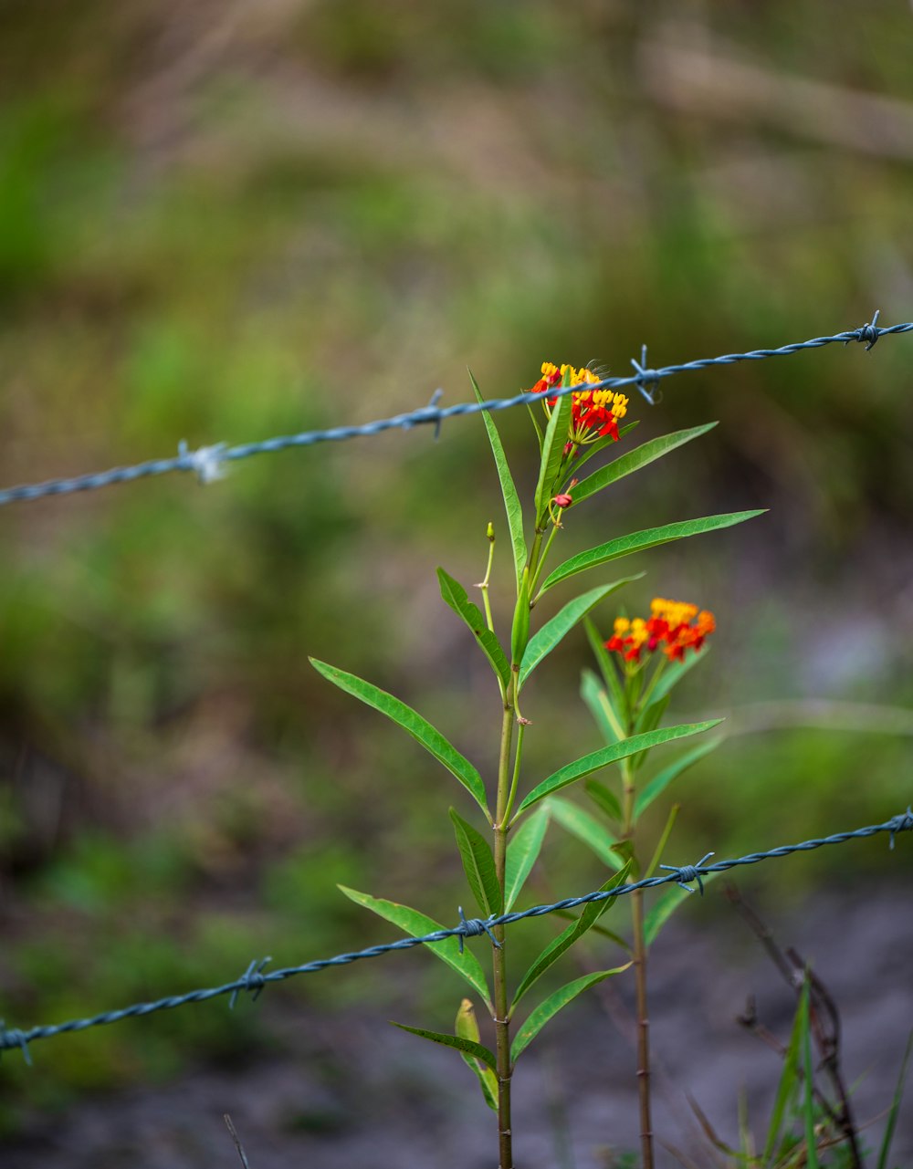 a close-up of a flower