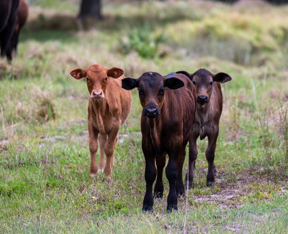 a group of cows stand in a grassy field