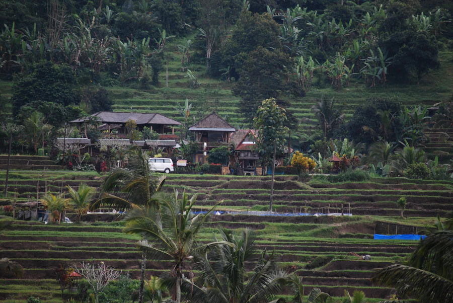 Tegallalang rice terraces near Ubud, Bali