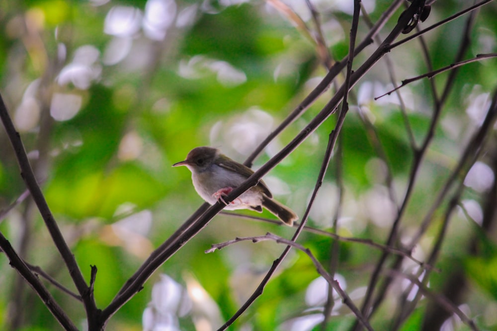 a bird sits on a branch