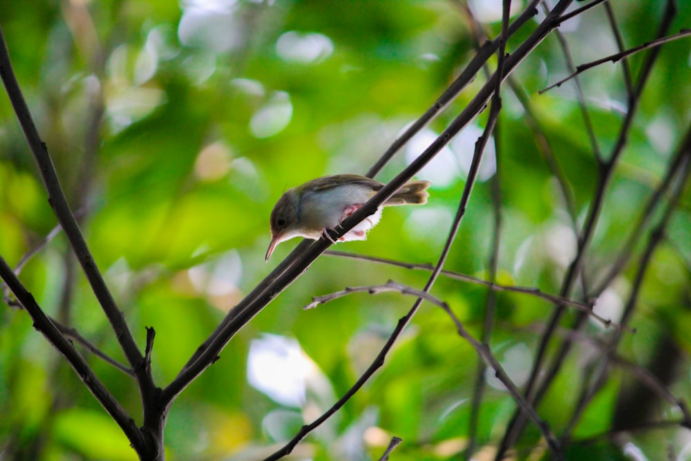 a bird perched on a branch