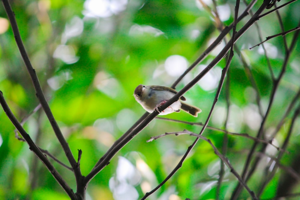 a bird sitting on a branch