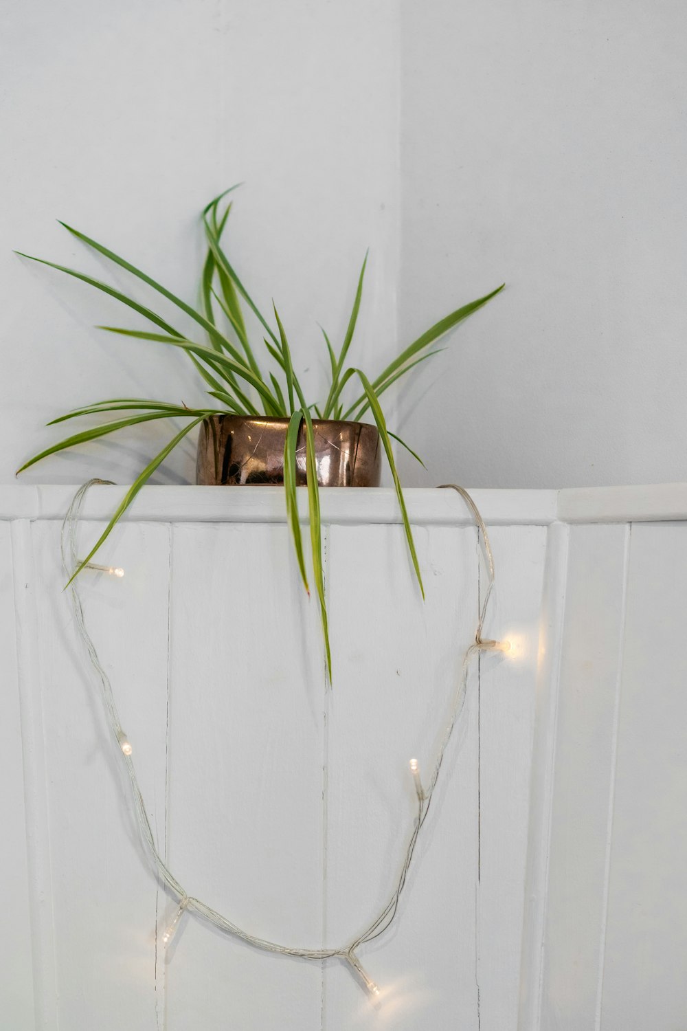 a plant in a glass vase