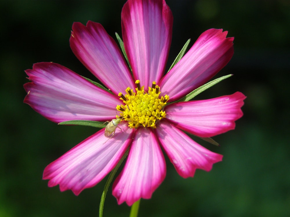 a close up of a flower