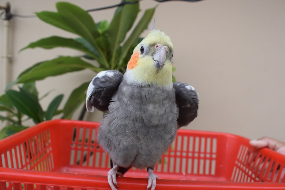 a bird standing on a red chair