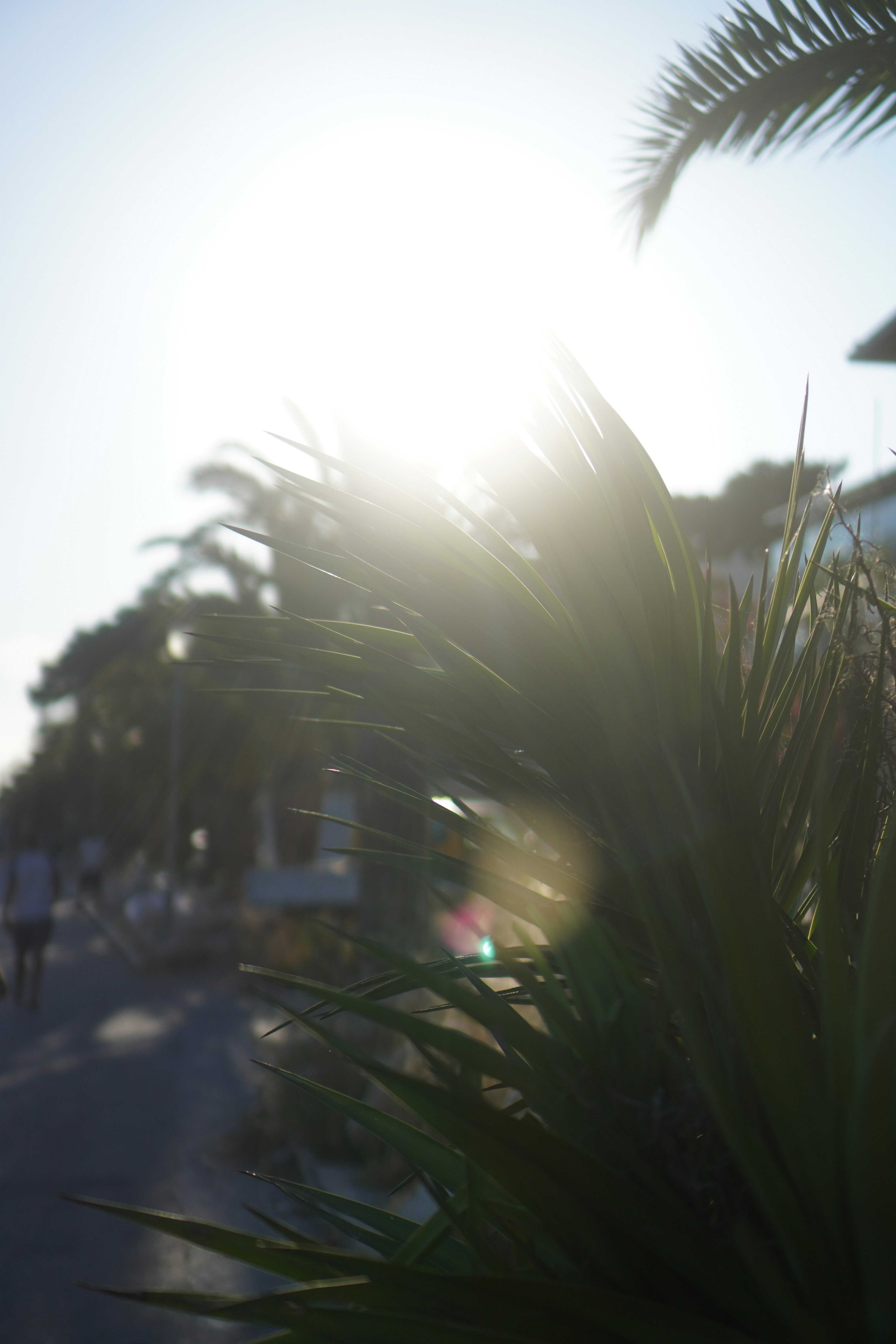 a close up of a plant