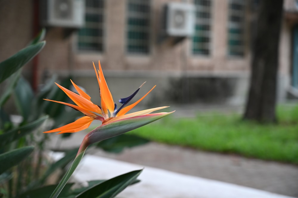 un fiore con un centro giallo