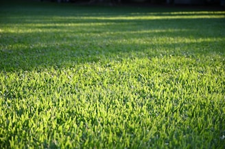 a close-up of some grass
