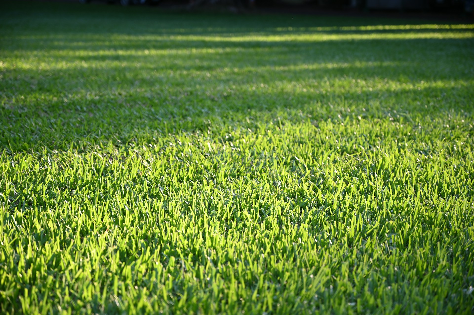 a close-up of some grass