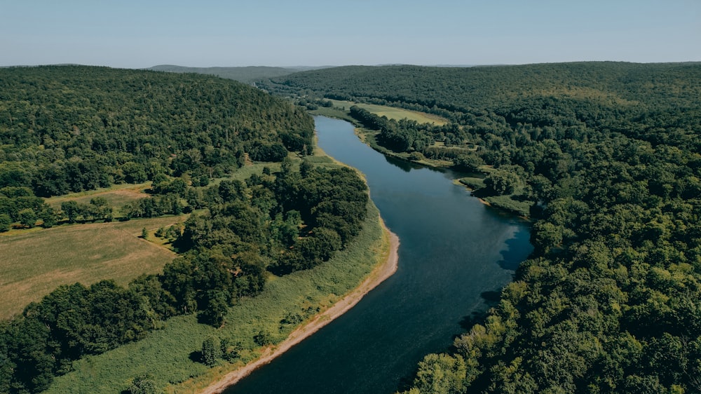 a river running through a forest