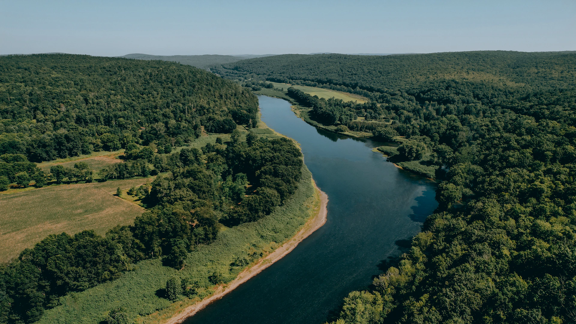 a river running through a forest