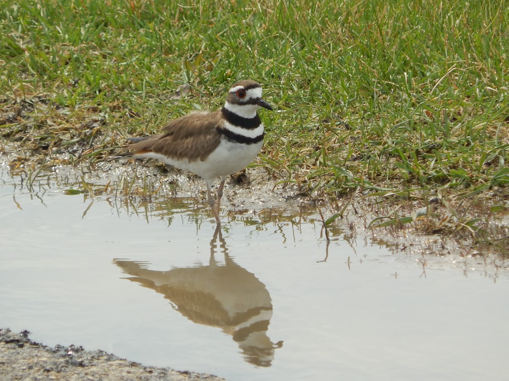 a bird standing in water