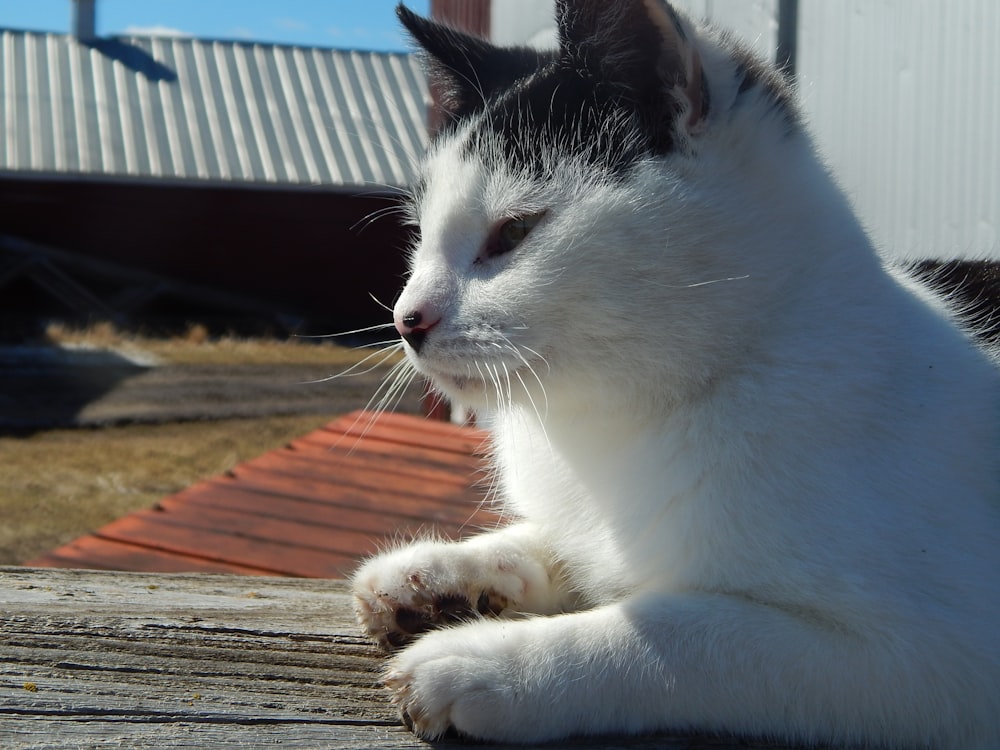 a cat lying on a wood deck