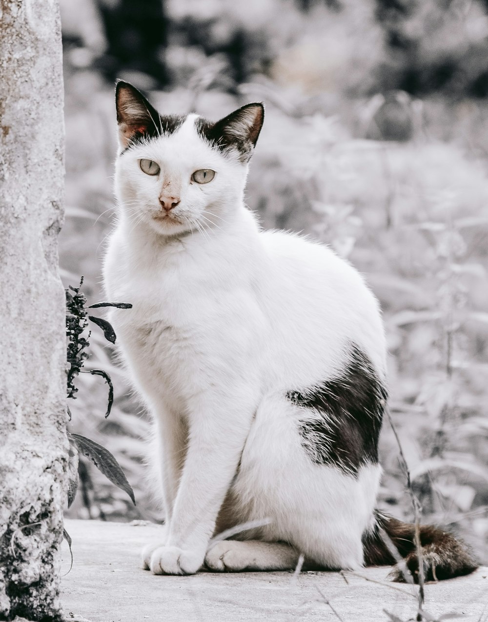 a cat sitting on a rock