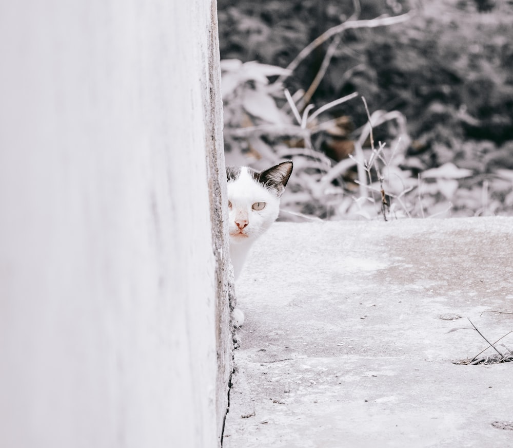 a cat looking through a window