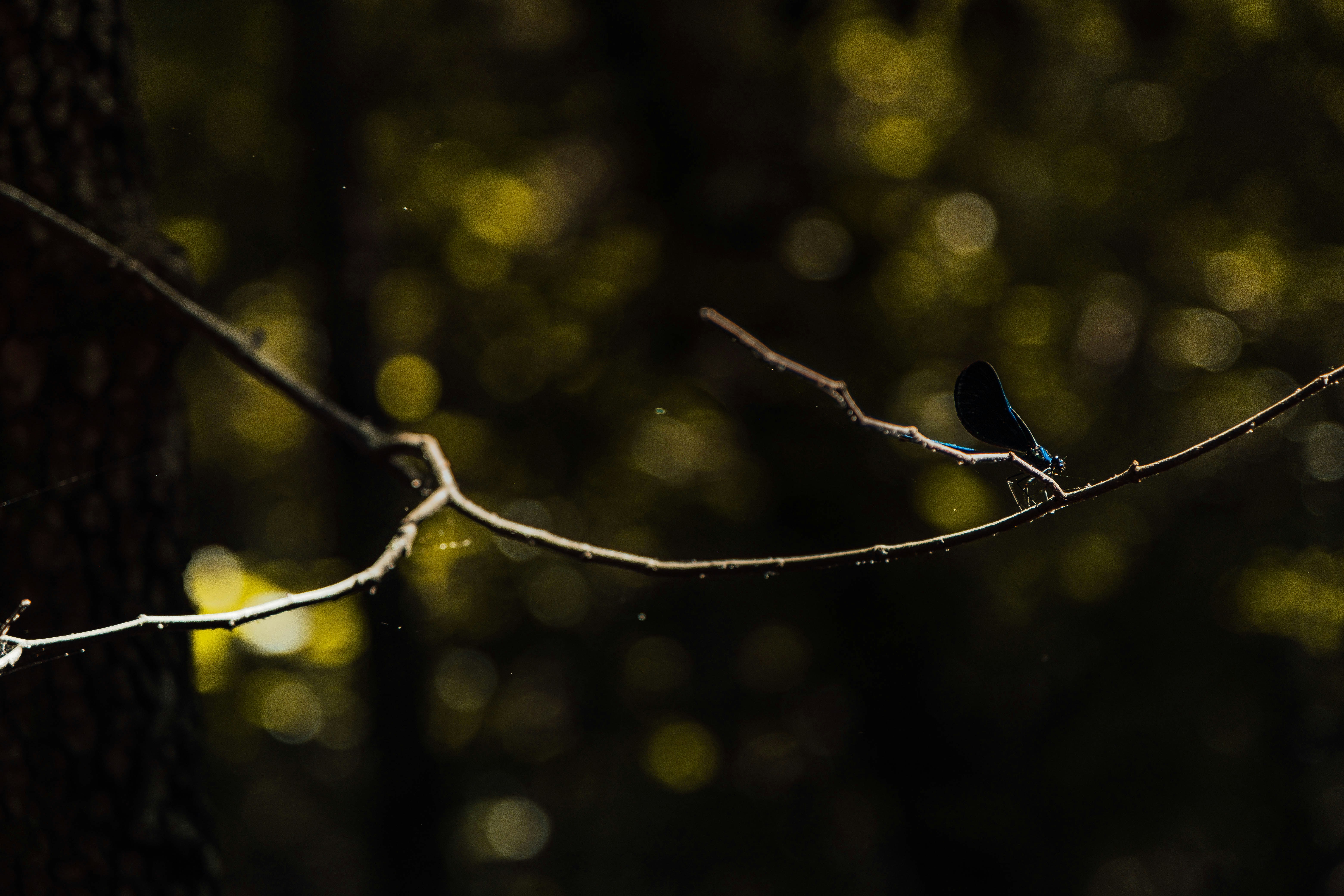 a spider on a branch, 3/4 of my Dragonfly photos, deep in the woods of Galena, MO.