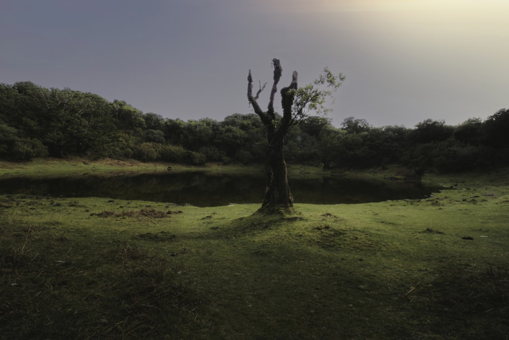 a tree in a field