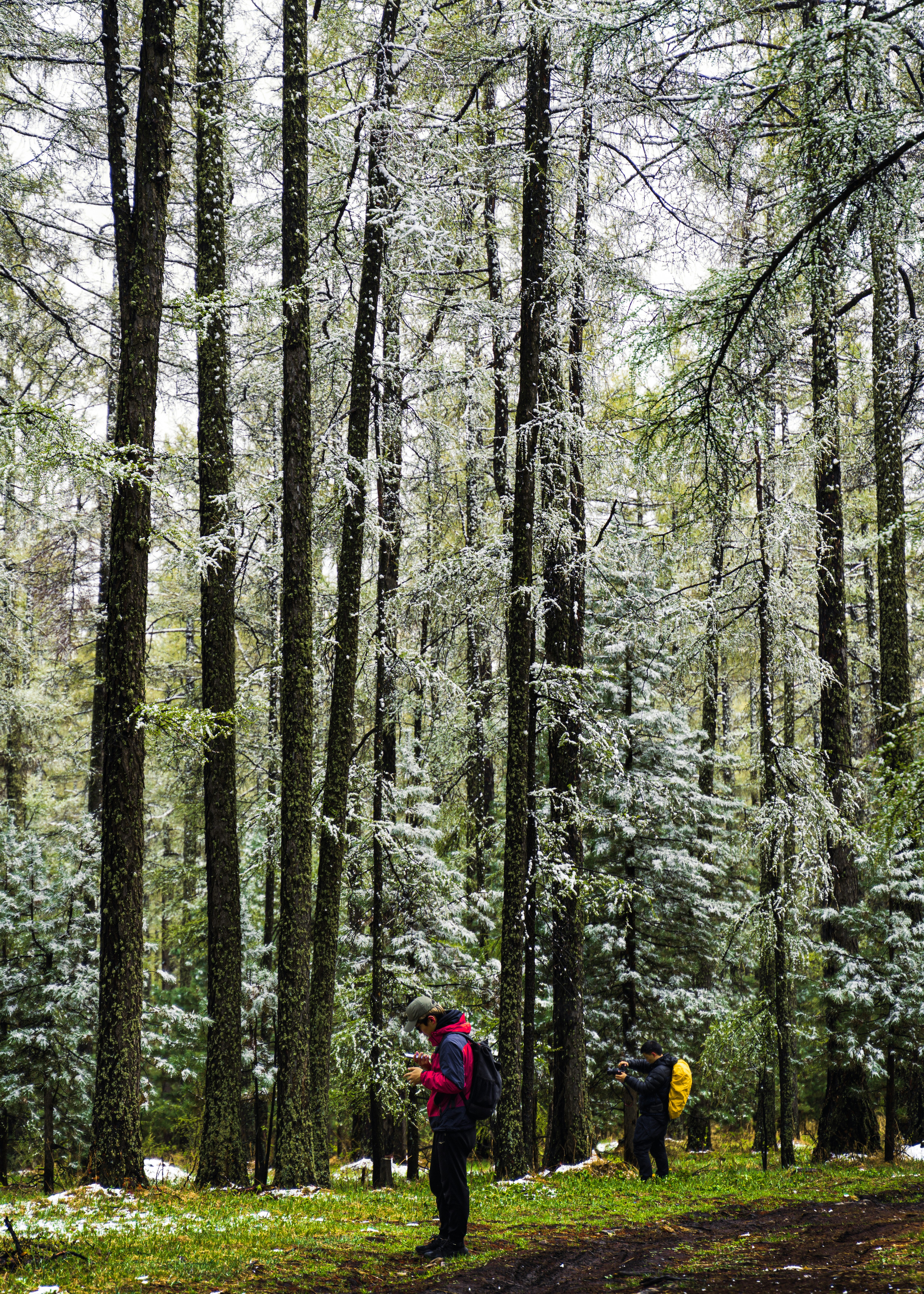a couple of people walking through a forest