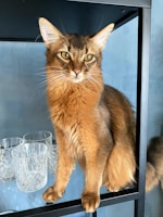 A beautiful cat showcasing its breed at an exhibition.