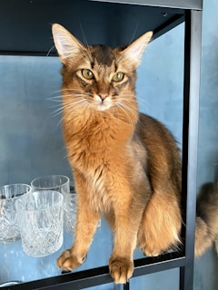 A long-haired, elegant cat sitting on a black metal shelf beside crystal glassware. The background is a textured blue wall, and the cat's fur is a rich blend of brown and orange tones. Its large, expressive eyes gaze directly at the viewer.