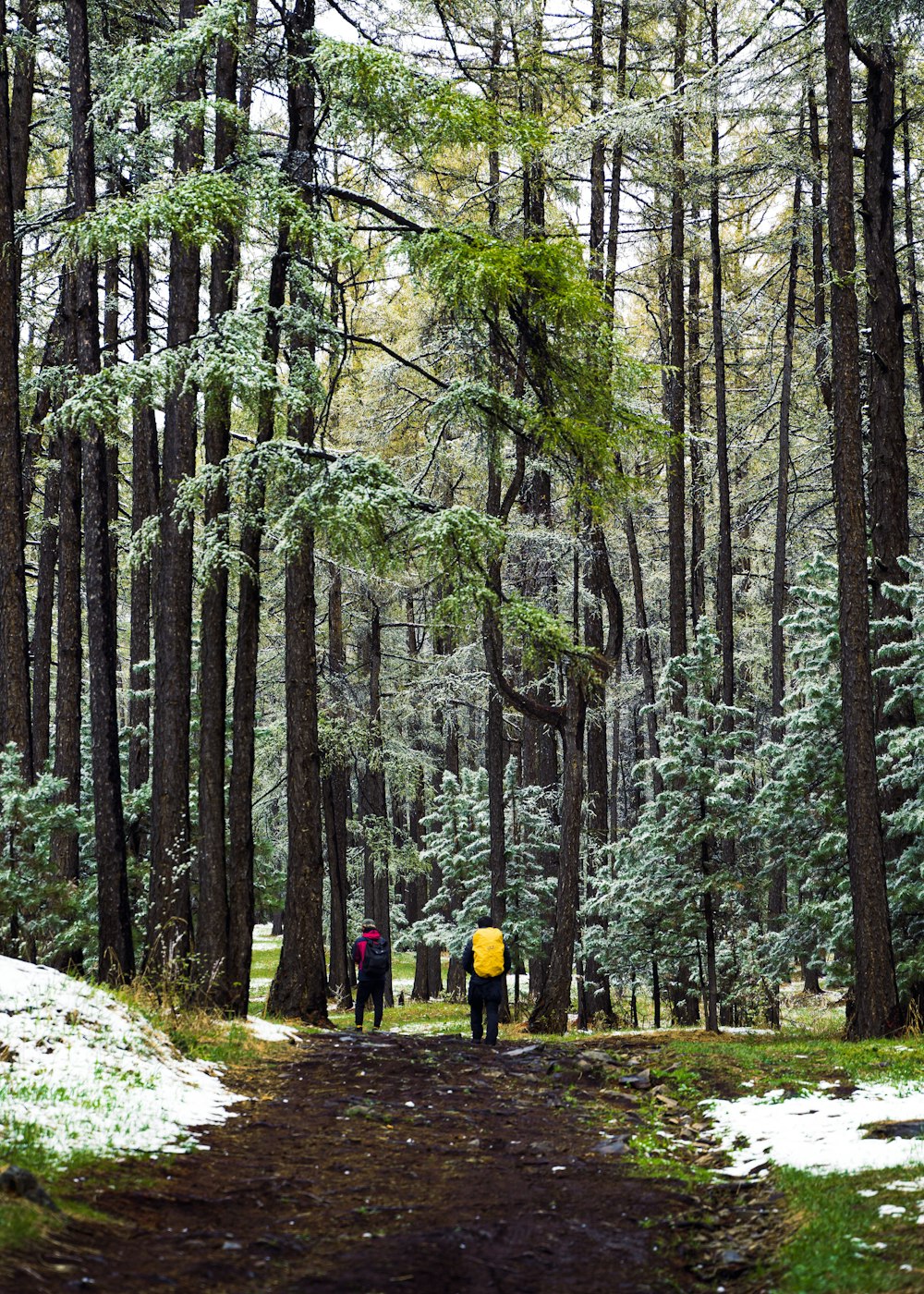 people walking in a forest