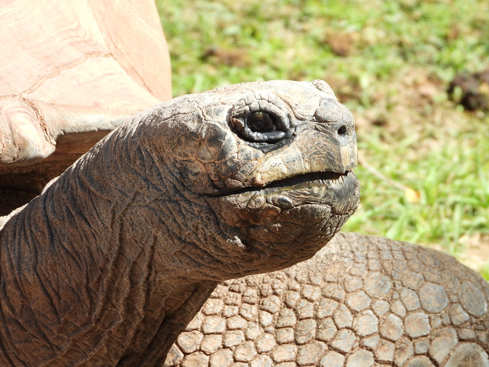 a close up of a tortoise