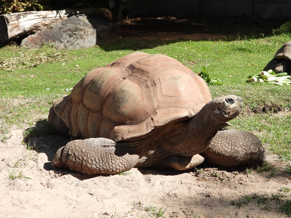 a group of tortoises on the ground