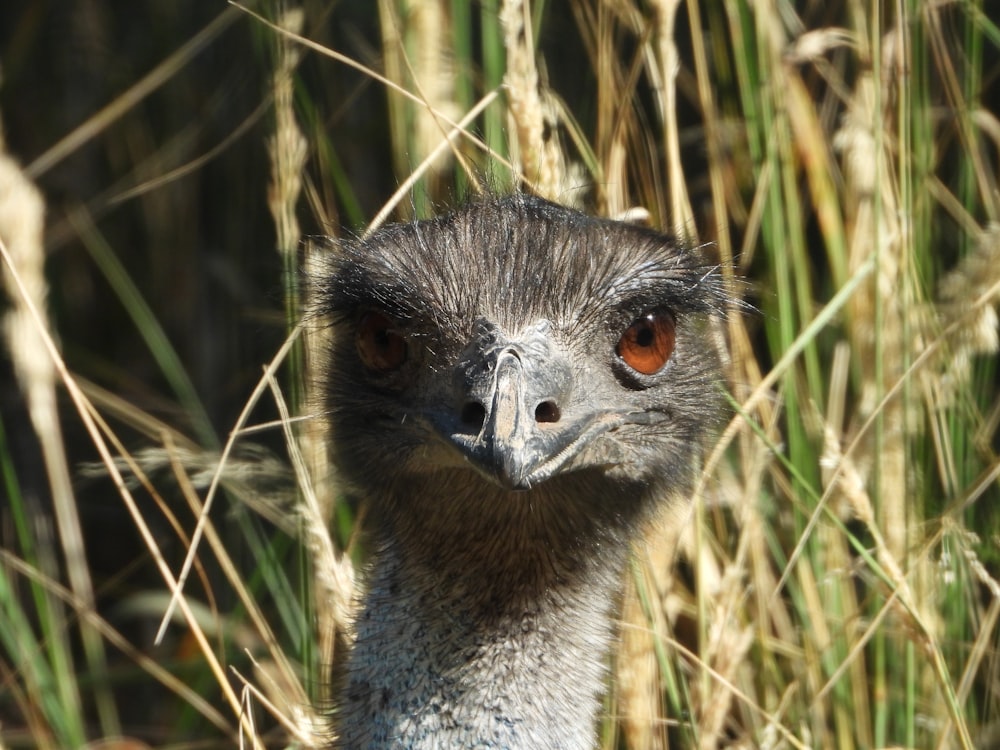 a bird with orange eyes