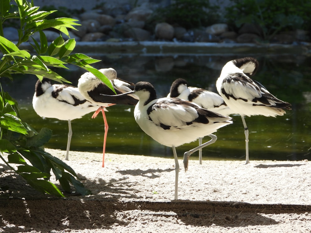 a group of birds on a beach