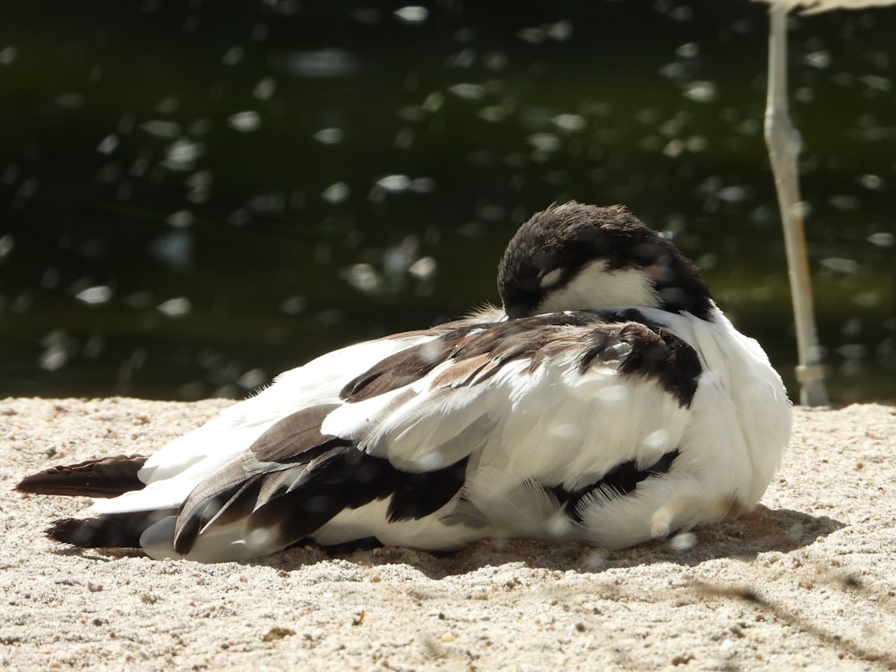 a bird sitting on the ground