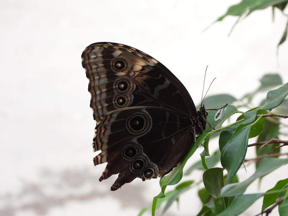 a butterfly on a leaf