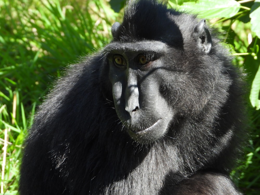 a black monkey in the grass