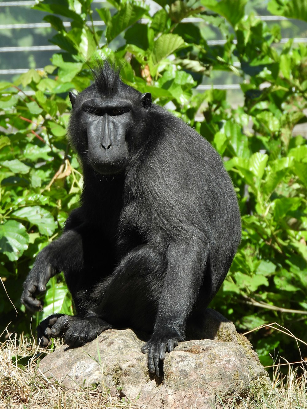 a black monkey sitting on a rock