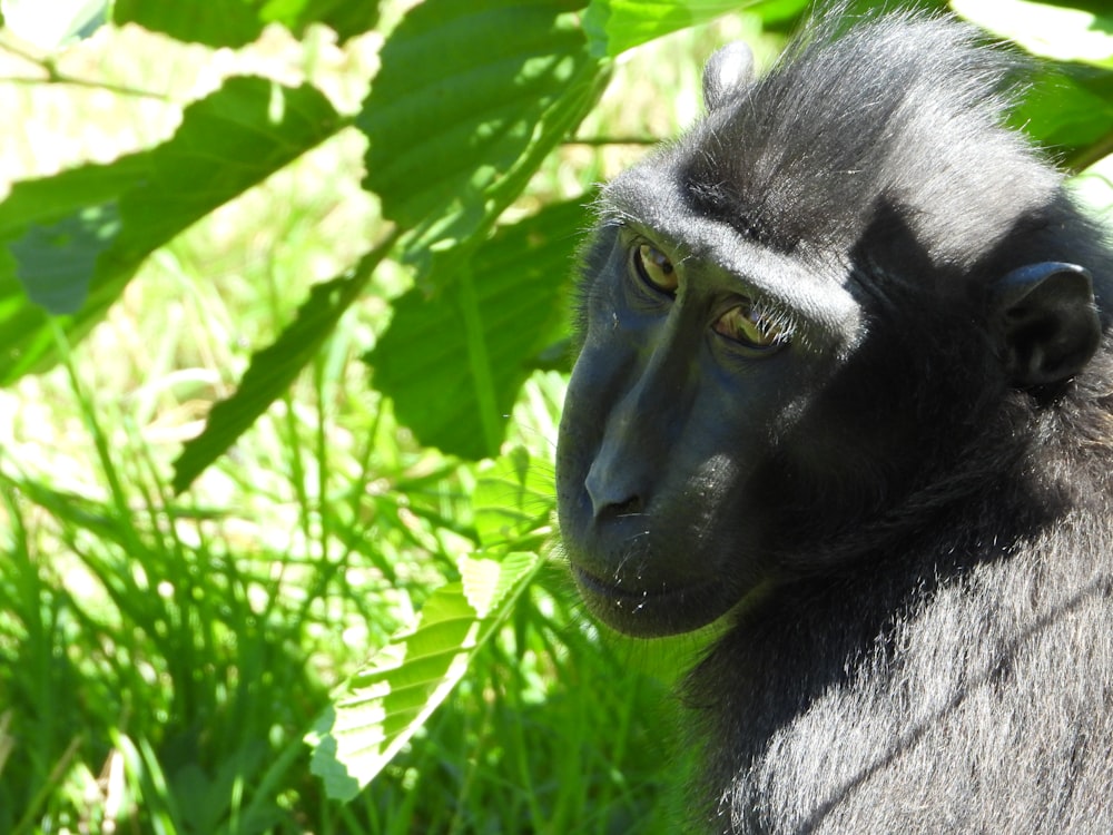 a close up of a monkey