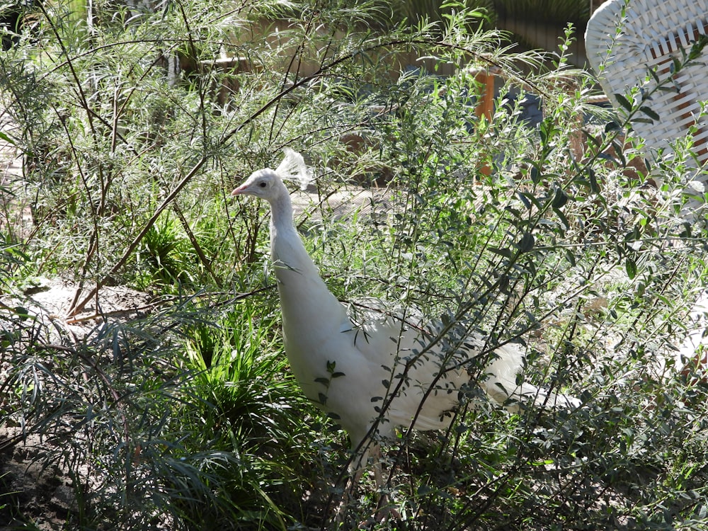a white bird in a bush