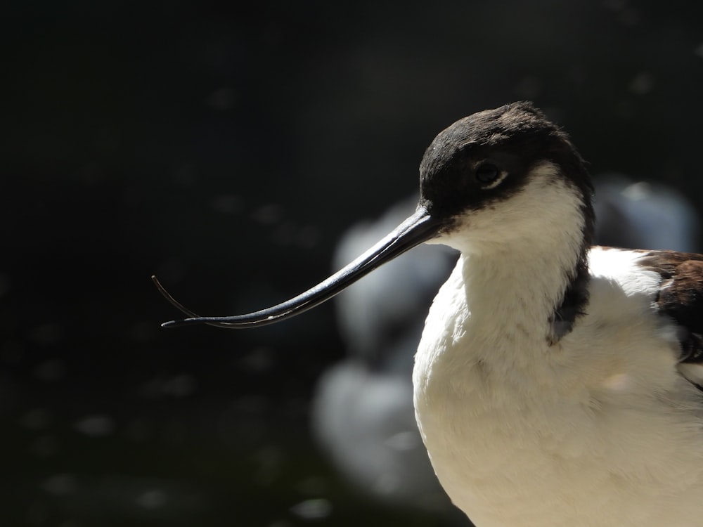 un uccello con un lungo becco