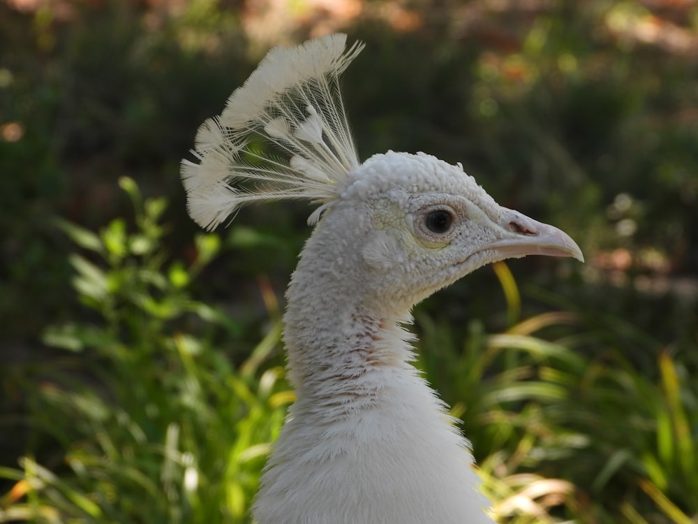 a white bird with a long tail