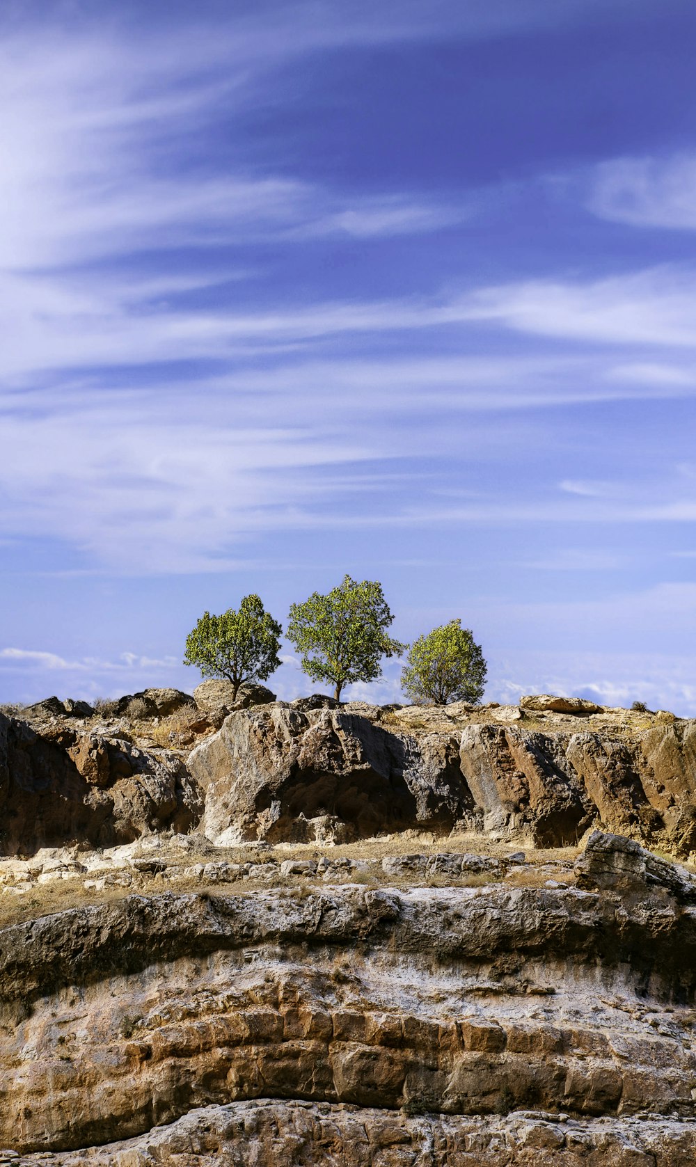 a group of trees on a rocky cliff