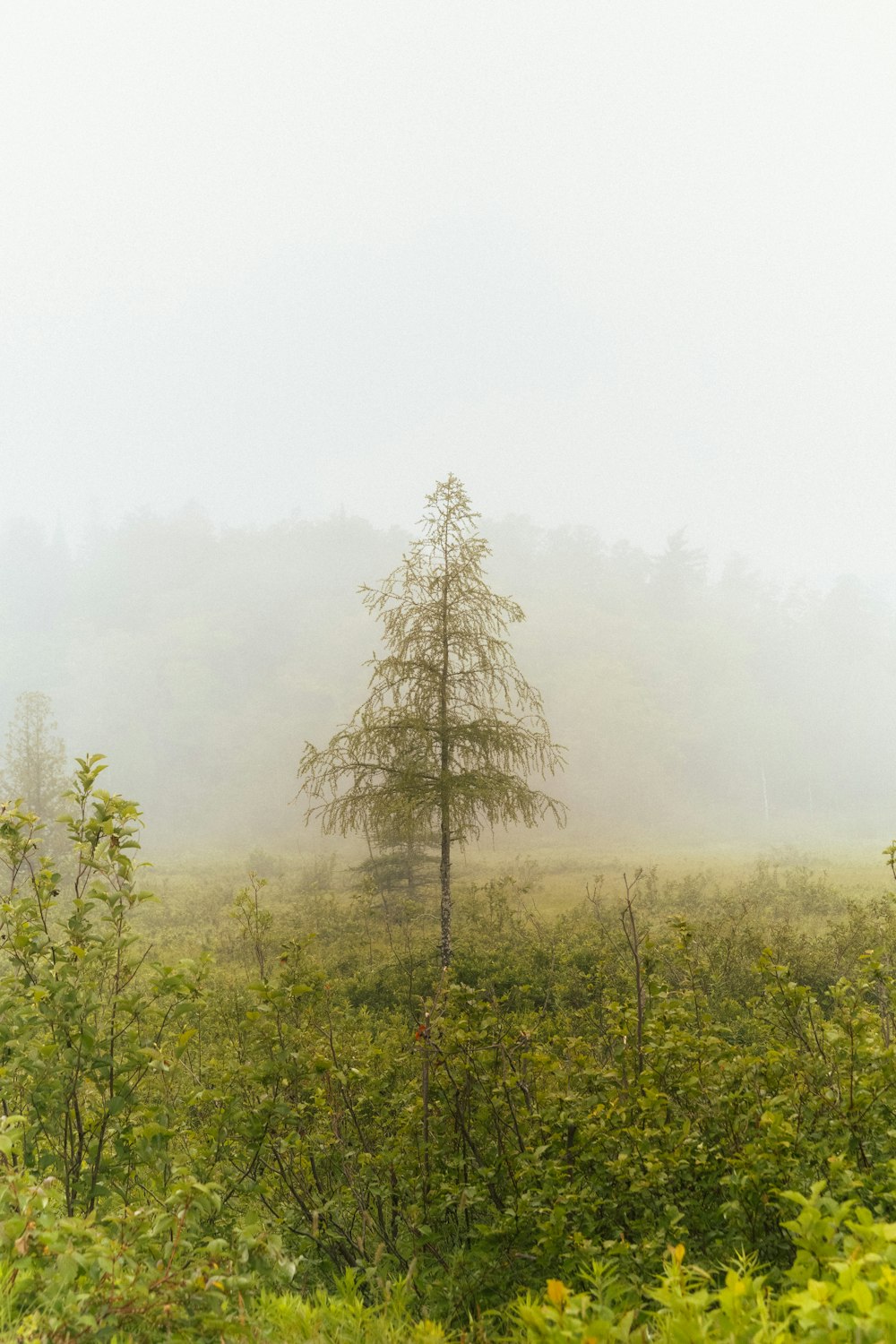 a tree in a field