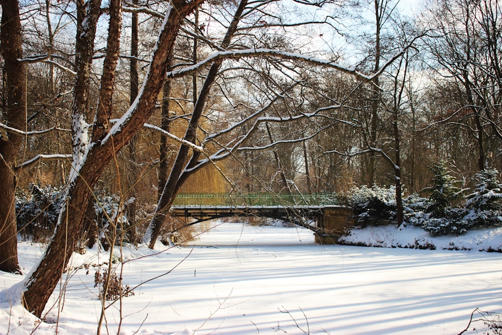 a snowy park with trees